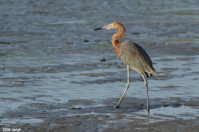 Reddish Egret